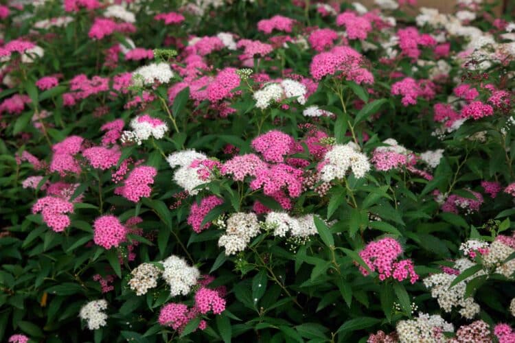 THE PINK AND WHITE FLOWERS OF SPIRAEA JAPONICA SHIROBANA APPEAR ON THE SAME PLANT