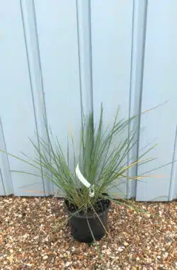 Stipa Gigantea Potted Grasses 8382