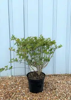 Syringa Meyeri Palibin Potted Shrubs 8434