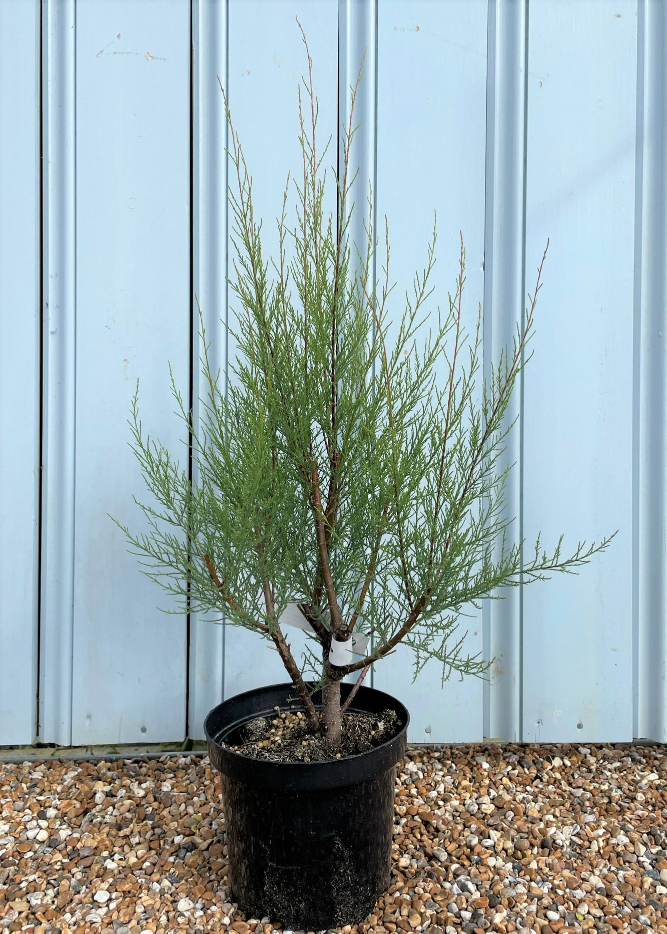 Tamarix ramosissima Pink Cascade - Tamarisk Shrubs