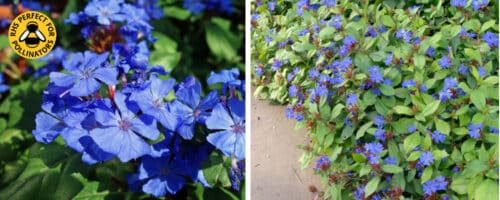 BUY CERATOSTIGMA PLUMBAGINOIDES PLANTS ONLINE FROM HOPES GROVE NURSERIES