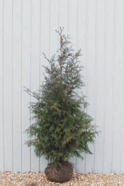 Thuja Plicata Atrovirens Rootball Hedging 150-175cm 60-72in