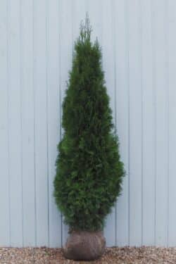 Thuja Smaragd Rootball Hedging 180-200cm 72-78in