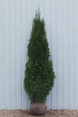 Thuja Smaragd Rootball Hedging 180-200cm 72-78in