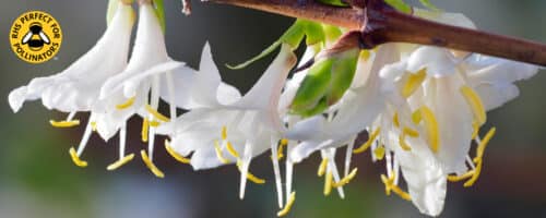 BUY LONICERA FRAGRANTISSIMA SHRUBS ONLINE FROM HOPES GROVE NURSERIES WINTER HONEYSUCKLE SHRUBS