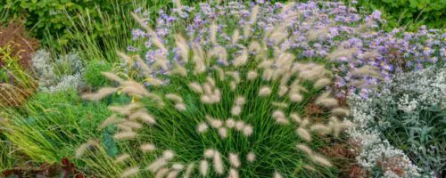 BUY PENNISETUM ALOPECUROIDES LITTLE BUNNY GRASSES ONLINE FROM HOPES GROVE NURSERIES