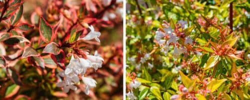 BUY ABELIA X GRANDIFLORA KALEIDOSCOPE SHRUBS ONLINE FROM HOPES GROVE NURSERIES