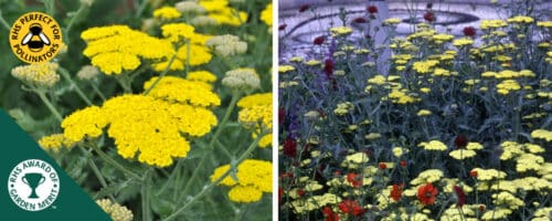 BUY ACHILLEA MOONSHINE PLANTS ONLINE FROM HOPES GROVE NURSERIES