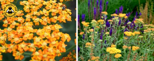 BUY ACHILLEA TERRACOTTA PLANTS ONLINE FROM HOPES GROVE NURSERIES