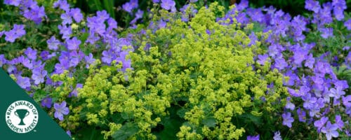 BUY ALCHEMILLA MOLLIS PLANTS ONLINE FROM HOPES GROVE NURSERIES