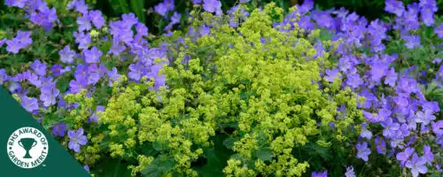 BUY ALCHEMILLA MOLLIS PLANTS ONLINE FROM HOPES GROVE NURSERIES