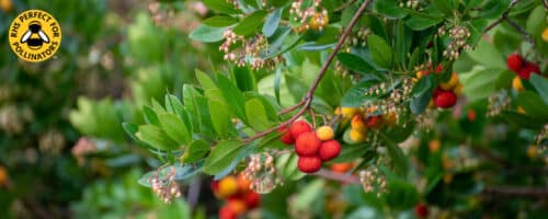 BUY ARBUTUS UNEDO COMPACTA STRAWBERRY TREE SHRUBS ONLINE FROM HOPES GROVE NURSERIES