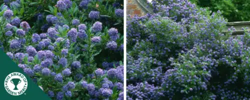 BUY CEANOTHUS AUTUMNAL BLUE SHRUBS ONLINE FROM HOPES GROVE NURSERIES