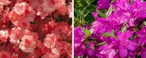 BUY EVERGREEN AZALEA PLANTS ONLINE FROM HOPES GROVE NURSERIES