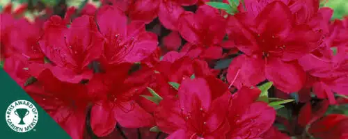 BUY AZALEA MOTHERS DAY PLANTS ONLINE FROM HOPES GROVE NURSERIES
