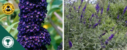 BUY BUDDLEJA DAVIDII BLACK KNIGHT SHRUBS ONLINE FROM HOPES GROVE NURSERIES