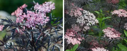 BUY SAMBUCUS NIGRA BLACK LACE SHRUBS ONLINE FROM HOPES GROVE NURSERIES