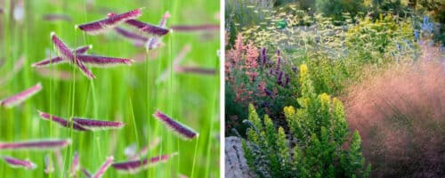 BUY BOUTELOUA GRACILIS GRASSES ONLINE FROM HOPES GROVE NURSERIES
