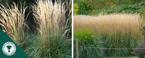 BUY CALAMAGROSTIS X ACUTIFLORA KARL FOERSTER GRASSES ONLINE FROM HOPES GROVE NURSERIES