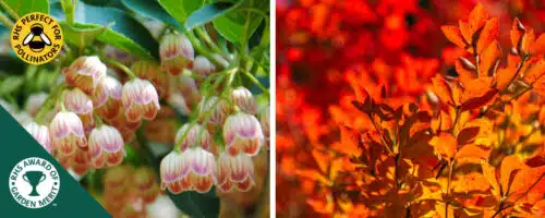 BUY ENKIANTHUS CAMPANULATUS SHRUBS ONLINE FROM HOPES GROVE NURSERIES
