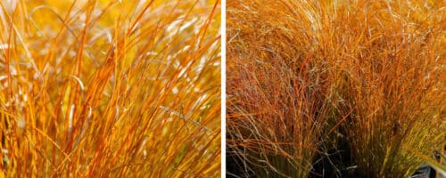BUY CAREX TESTACEA PRARIE FIRE GRASSES ONLINE FROM HOPES GROVE NURSERIES