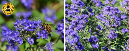 BUY CARYOPTERIS X CLANDONENSIS HEAVENLY BLUE SHRUBS ONLINE FROM HOPES GROVE NURSERIES