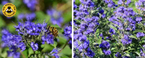 BUY CARYOPTERIS X CLANDONENSIS HEAVENLY BLUE SHRUBS ONLINE FROM HOPES GROVE NURSERIES