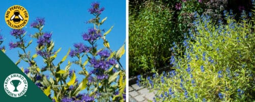 BUY CARYOPTERIS X CLANDONENSIS WORCESTER GOLD SHRUBS ONLINE FROM HOPES GROVE NURSERIES