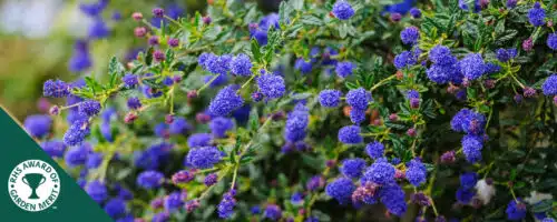 BUY CEANOTHUS CONCHA SHRUBS ONLINE FROM HOPES GROVE NURSERIES