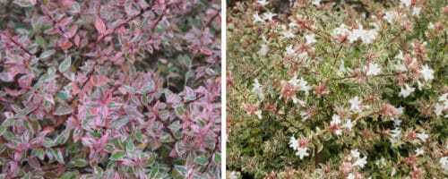 BUY ABELIA X GRANDIFLORA CONFETTI SHRUBS ONLINE FROM HOPES GROVE NURSERIES