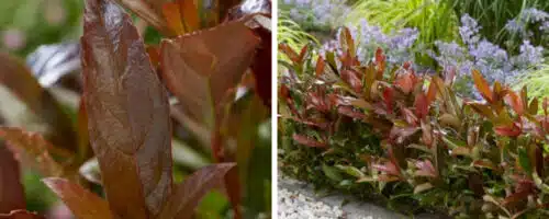 VIBURNUM COPPERTOP SHRUBS