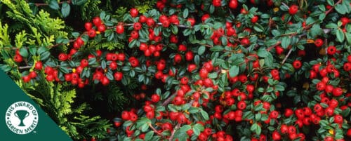 BUY COTONEASTER X SUECICUS CORAL BEAUTY SHRUBS AND GROUND COVER PLANTS ONLINE FROM HOPES GROVE NURSERIES