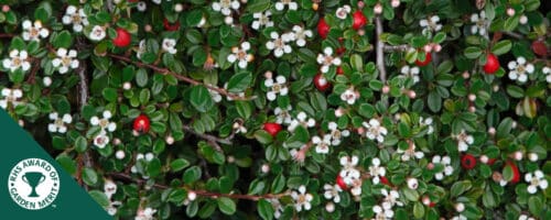 BUY COTONEASTER DAMMERI GROUND COVER PLANTS AND SHRUBS ONLINE FROM HOPES GROVE NURSERIES