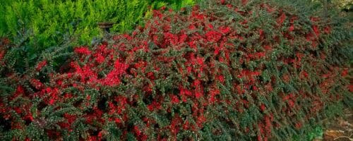 BUY COTONEASTER HORIZONTALIS GROUND COVER PLANTS AND SHRUBS ONLINE FROM HOPES GROVE NURSERIES