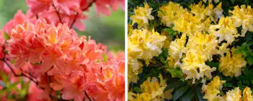 BUY DECIDUOUS AZALEA PLANTS ONLINE FROM HOPES GROVE NURSERIES