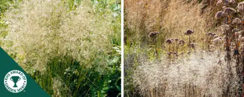 BUY DESHAMPSIA CESPITOSA GOLDTAU GRASSES ONLINE FROM HOPES GROVE NURSERIES