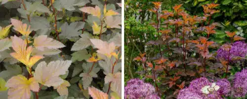 BUY PHYSOCARPUS OPULIFOLIUS DIABLE DOR SHRUBS ONLINE FROM HOPES GROVE NURSERIES
