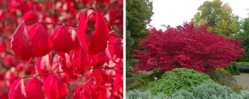 BUY EUONYMUS ALATUS COMPACTUS SPINDLE SHRUBS ONLINE FROM HOPES GROVE NURSERIES