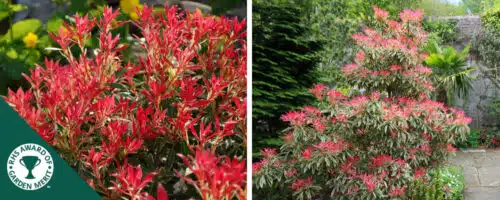 BUY PIERIS FLAMING SILVER SHRUBS ONLINE FROM HOPES GROVE NURSERIES