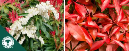 BUY PIERIS FORST FLAME SHRUBS ONLINE FROM HOPES GROVE NURSERIES