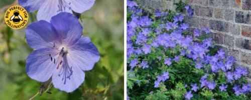 BUY GERANIUM JOHNSONS BLUE PLANTS ONLINE FROM HOPES GROVE NURSERIES