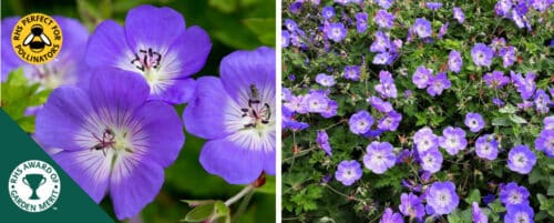 BUY GERANIUM ROZANNE PLANTS ONLINE FROM GOPES GROVE NURSERIES