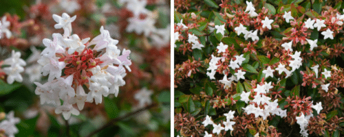 BUY ABELIA X GRANDIFLORA SHRUBS ONLINE FROM HOPES GROVE NURSERIES