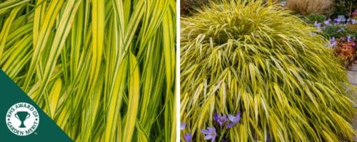 BUY HAKONECHLOA MACRA AUREOLA PLANTS ONLINE FROM HOPES GROVE NURSERIES