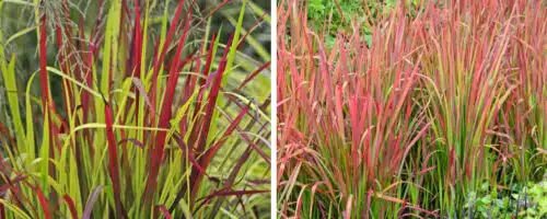 BUY IMPERATA CYLINDRICA RED BARON PLANTS ONLINE FROM HOPES GROVE NURSERIES