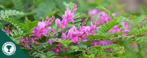 BUY INDIGOFERA HETERANTHA SHRUBS ONLINE FROM HOPES GROVE NURSERIES
