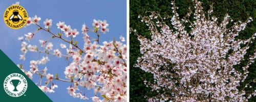 BUY PRUNUS INCISA KOJO NO MAI SHRUBS ONLINE FROM HOPES GROVE NURSERIES