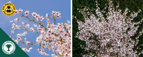 BUY PRUNUS INCISA KOJO NO MAI SHRUBS ONLINE FROM HOPES GROVE NURSERIES