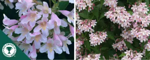 BUY KOLKWITZIA PINK CLOUD SHRUBS ONLINE FROM HOPES GROVE NURSERIES