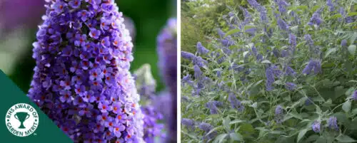 BUY BUDDLEJA LOCHINCH SHRUBS ONLINE FROM HOPES GROVE NURSERIES